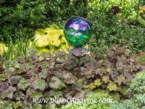 Palace Purple Coral Bells (Heuchera micrantha)